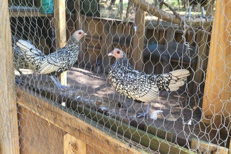 Silver laced Sebright hens