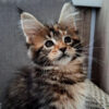 Echo Female Kitten.......