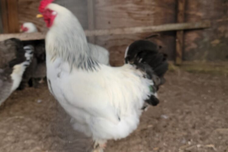 brahma rooster