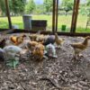 chick G chick G