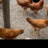 IMG_1676 IMG_1676