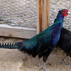 pheasant