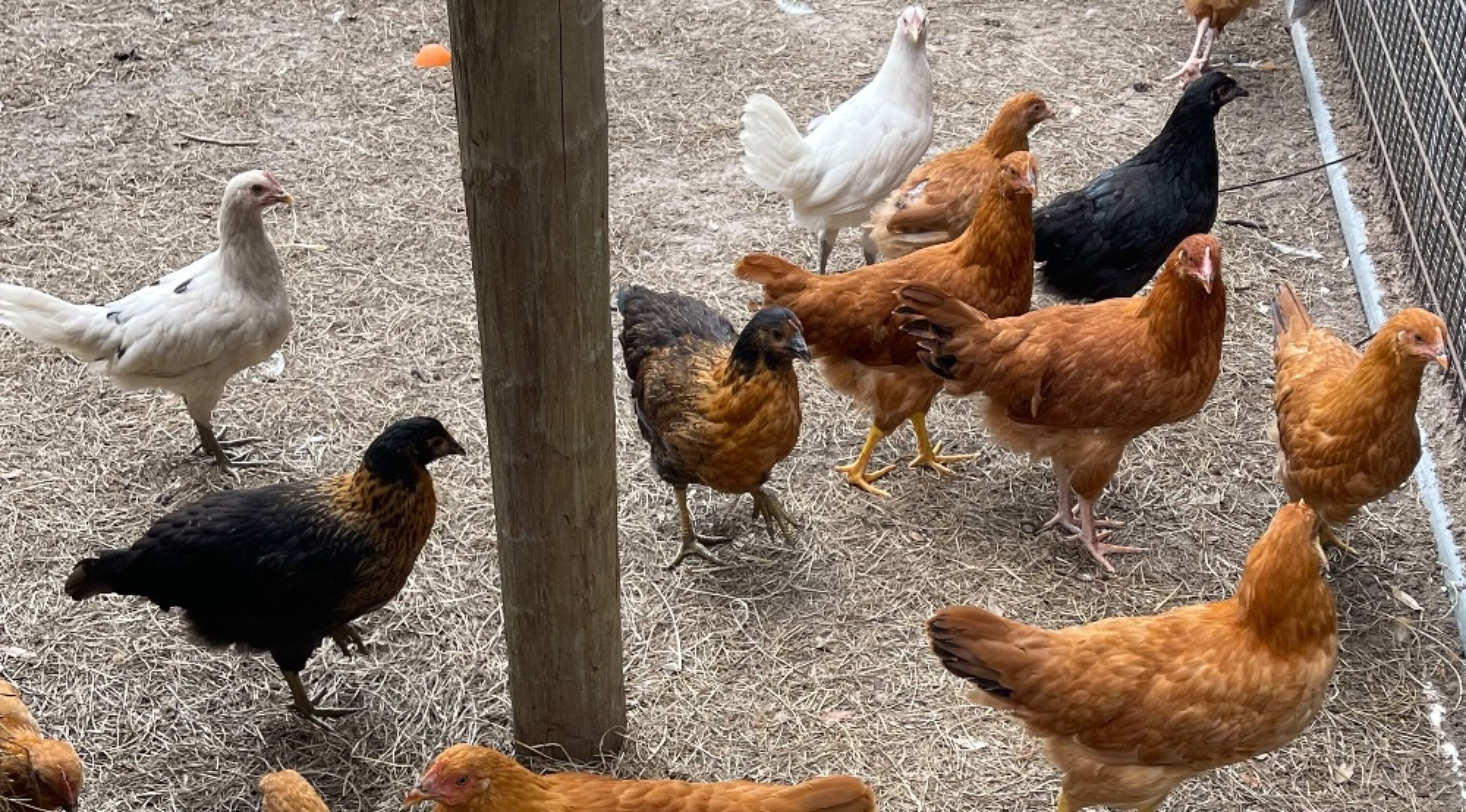 Pre Laying Hens Chickens Pullets Florida4sale
