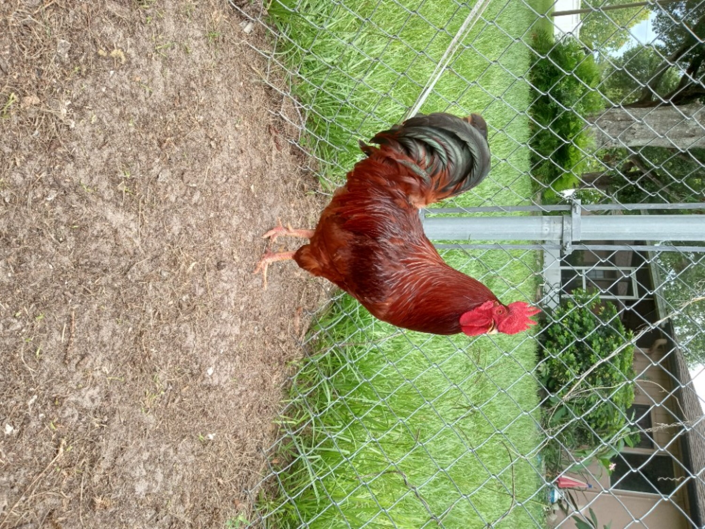 Chickens & Roosters for Sale in Florida