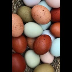 multicolor-eggs-600x600