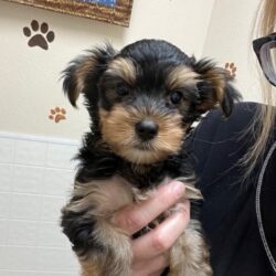 puppy