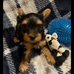 Pictures of 7 week old Toby the Yorkie