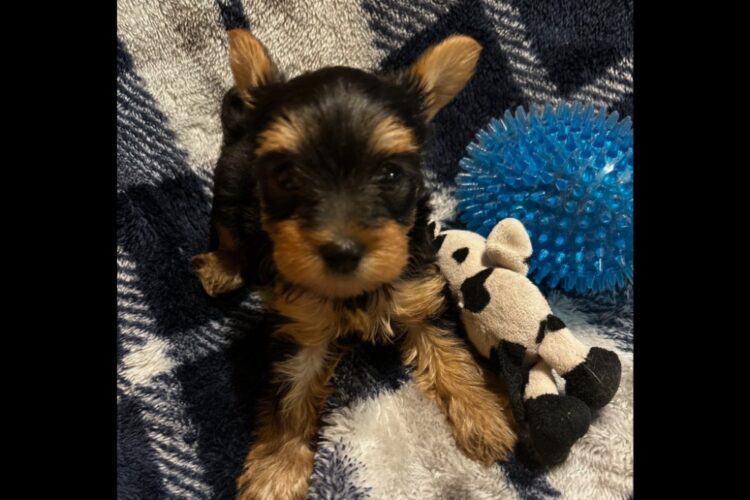 Pictures of 7 week old Toby the Yorkie Pictures of 7 week old Toby the Yorkie