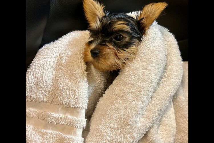 Pictures of 7 week old Max the Yorkie Pictures of 7 week old Max the Yorkie