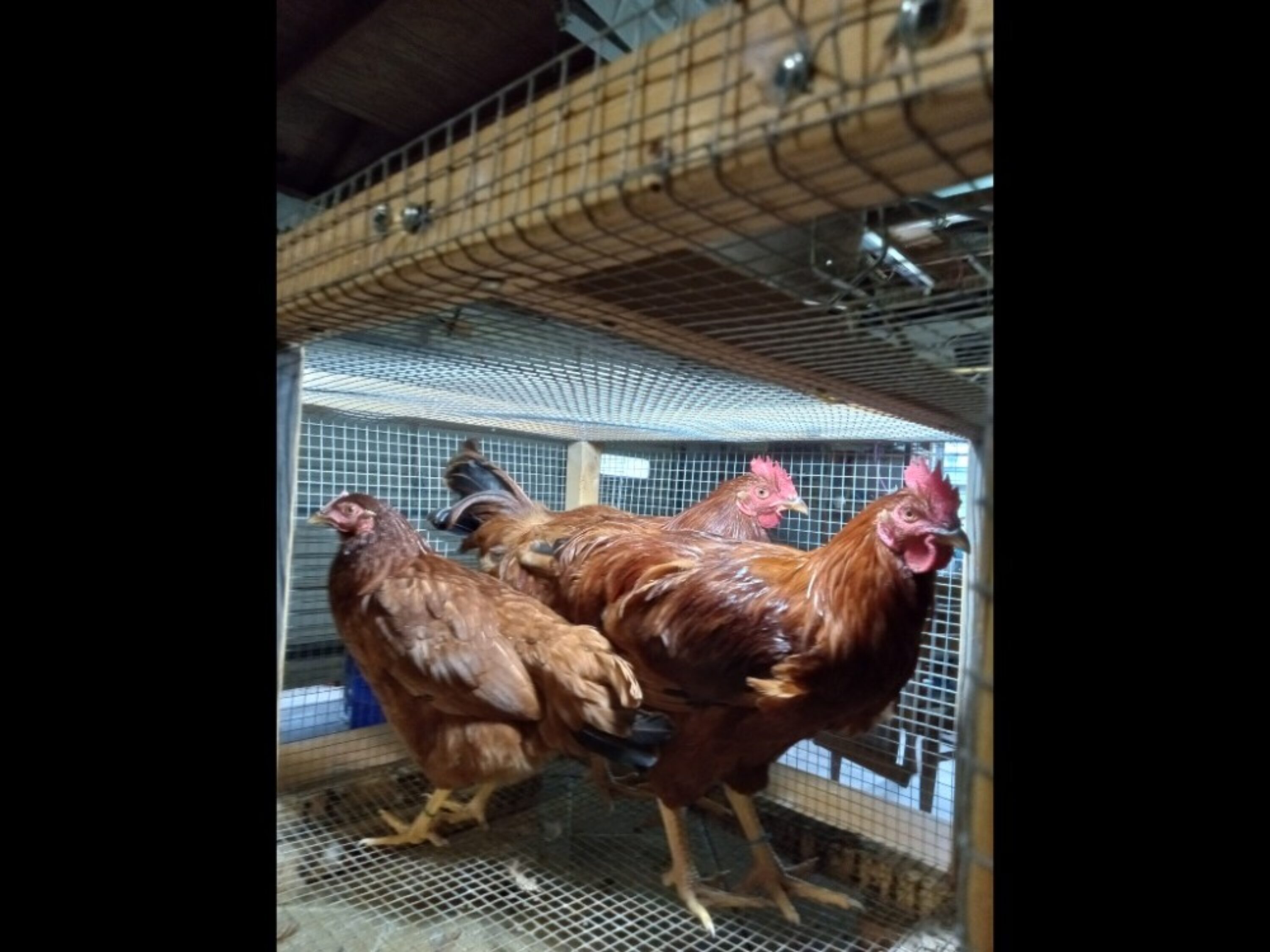 Rhode Island Red Pullets - Florida4sale