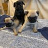 group of babies group of babies