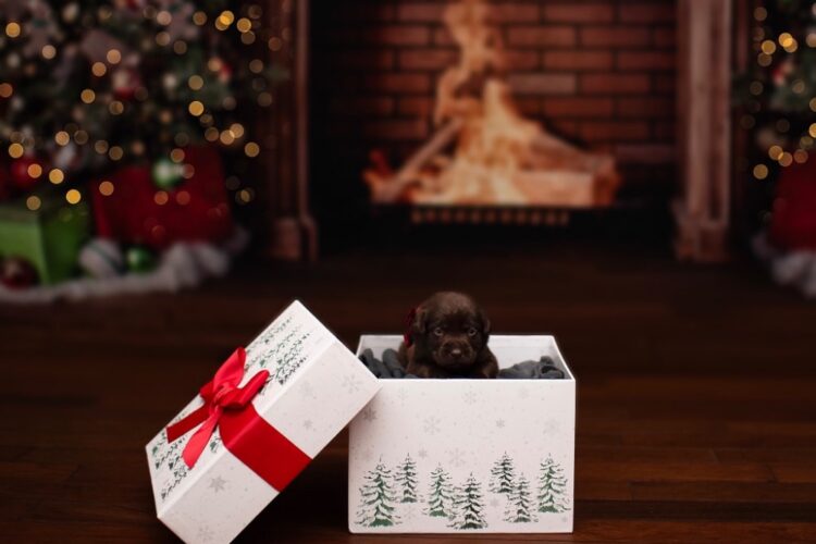 Chocolate Labrador puppy Chocolate Labrador puppy