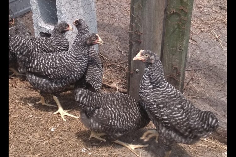 barred rock hens2 8wks