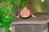 2 Axolotls optional enclosure