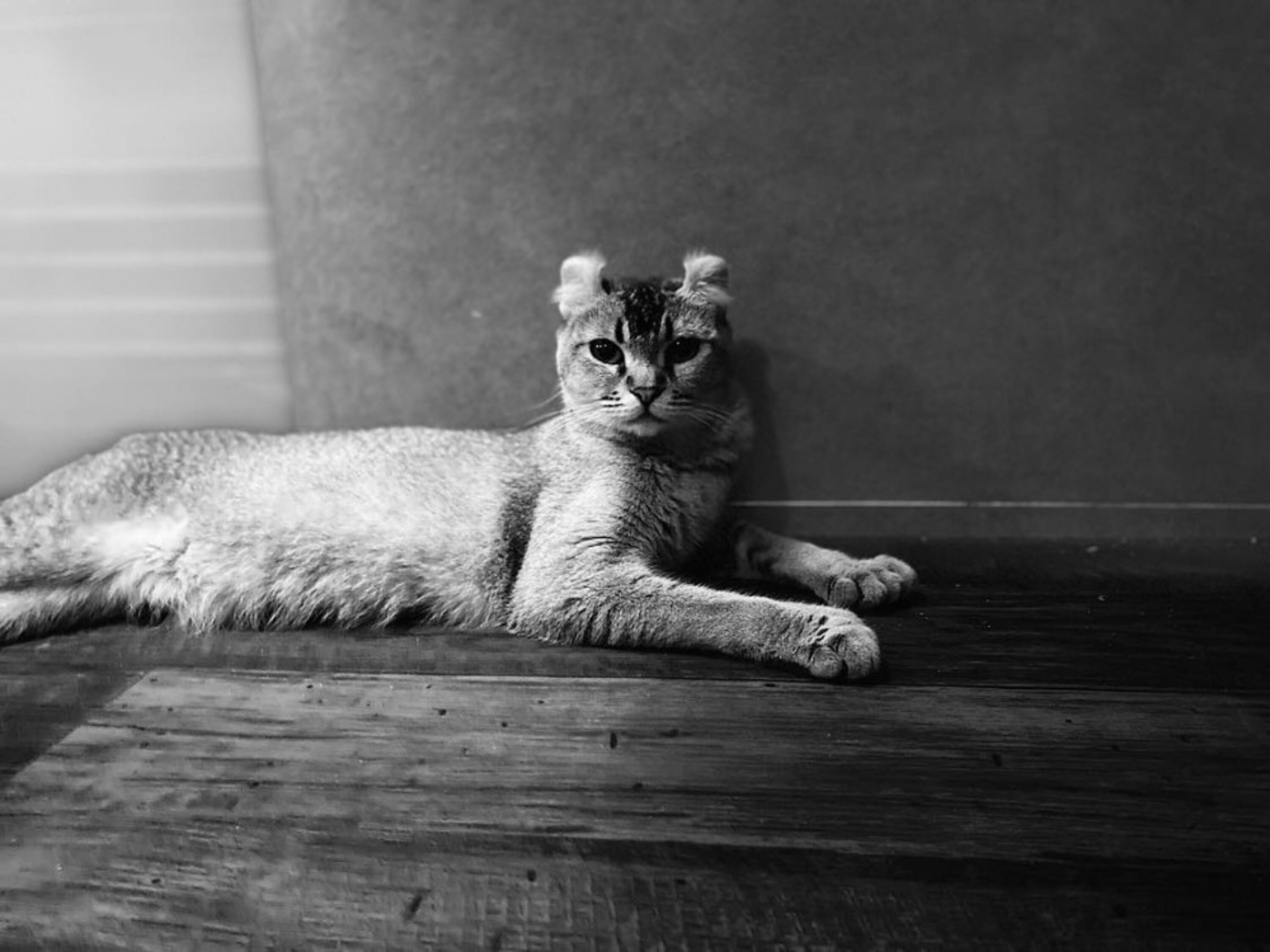 highlander-lynx-florida4sale