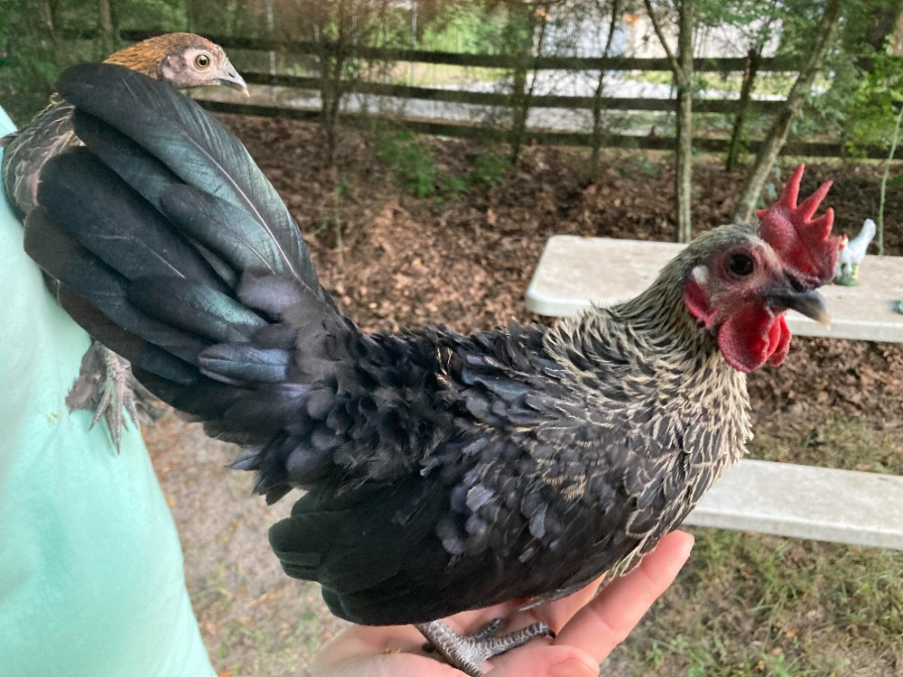 Serama Cross Bantam Chickens - Florida4sale