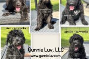 Giant Schnoodle Puppies for Sa...