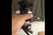 YORKIE PUPPIES FOR SALE