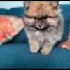 Female Pomeranian Puppy