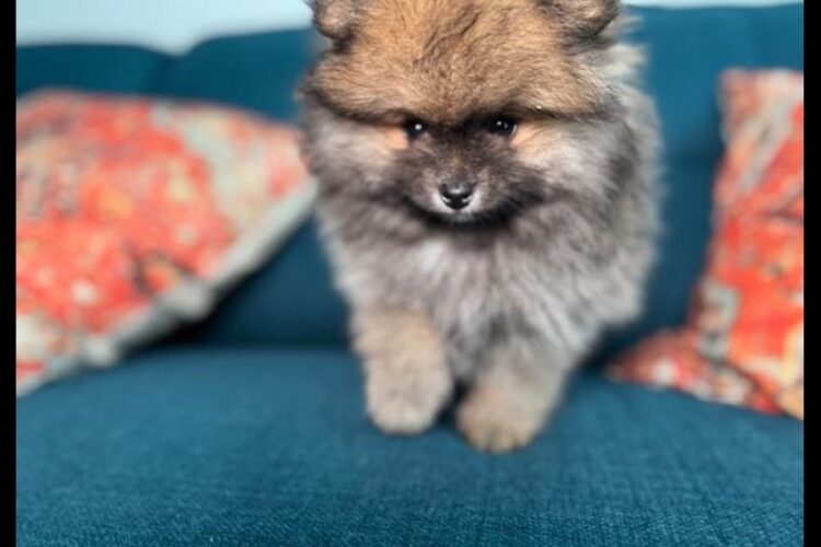 Female Pomeranian Puppy