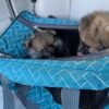 basket pomeranians