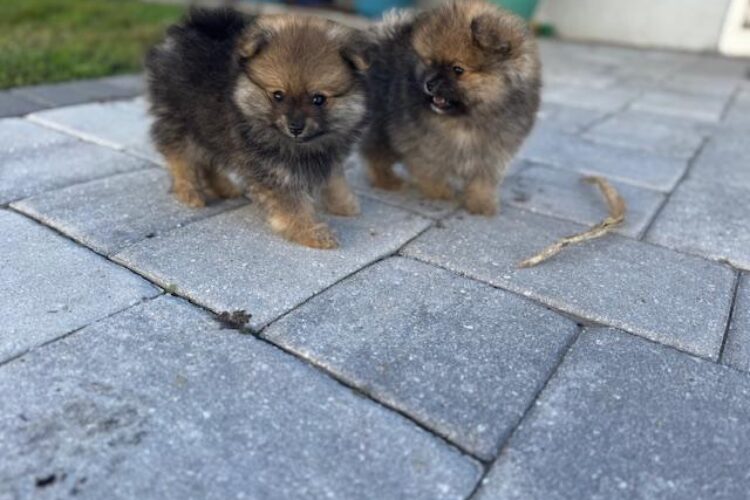 Pomeranian Puppies Brother and Sister