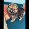 Male Pomerania Puppy