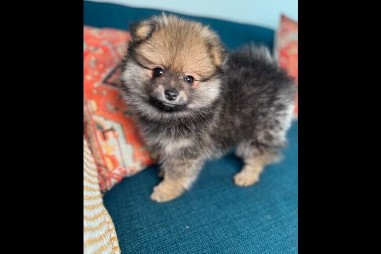 Male Pomerania Puppy