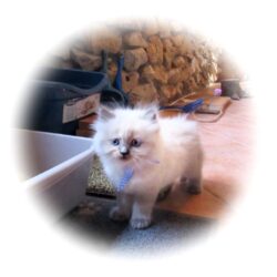 Himalayan Blue oint R IMG_2803