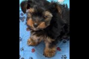Yorkie Puppies