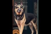 German Shepherd Puppies