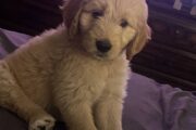 Golden Doodle Puppies