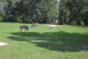3 mini donkeys for price of on...