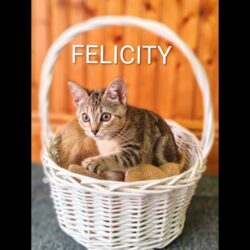 Felicity in a white basket