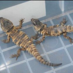 Business Suite_creation_488505590629301