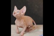 Sphynx kitten free to good hom...